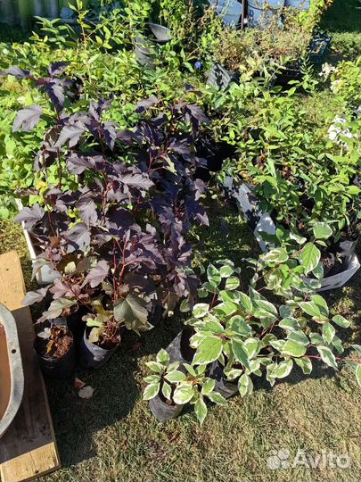 Декоративные кустарники