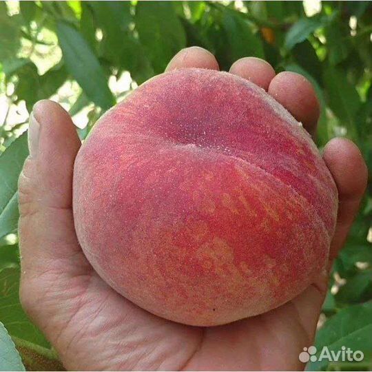 Персик Посол Мира