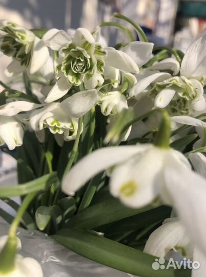 Подснежники махровые луковицы