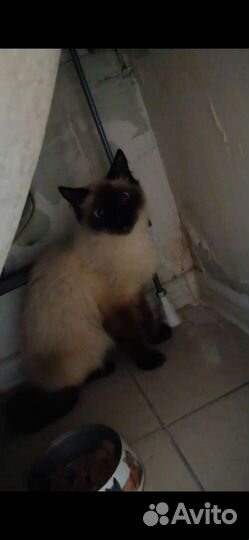 Кошечка в Добрые руки