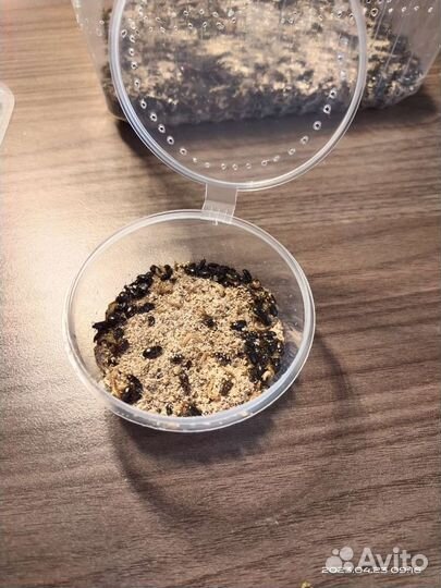 Жук знахарь