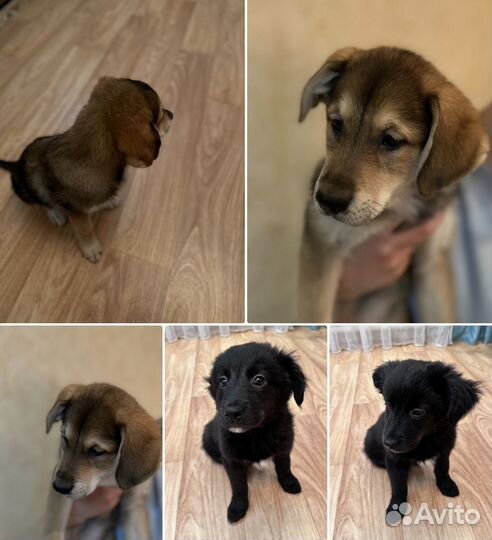 Щенята в добрые руки