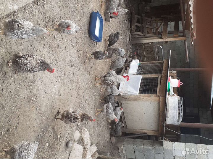 Цыплята петушки породы Амрокс