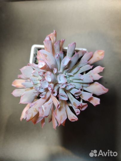 Суккуленты