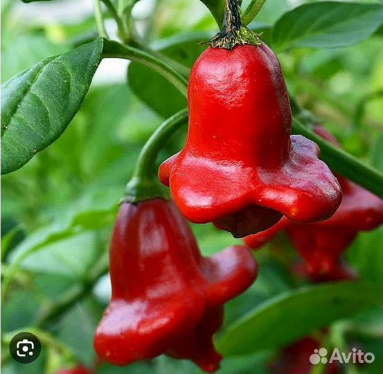 Перец острый колокольчик