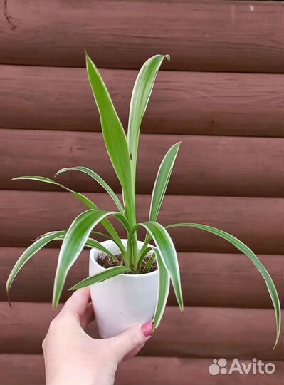 Комнатные, декоративно-лиственные растения