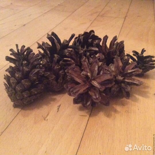 Сосновая шишка