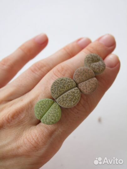 Литопсы живые камни смесь семян 10 шт суккуленты