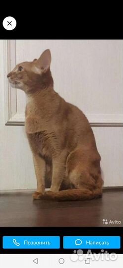 Абиссинские котята