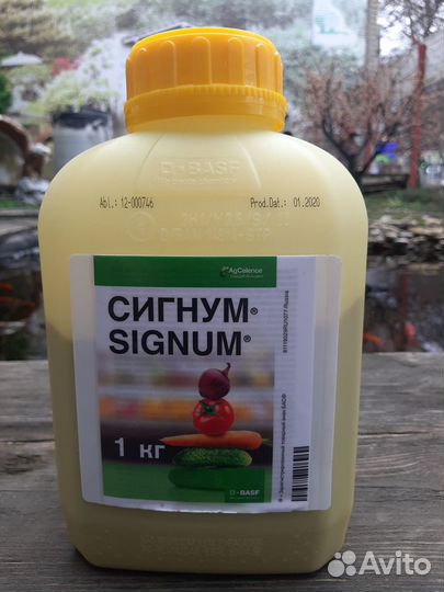 Сигнум, Беллис