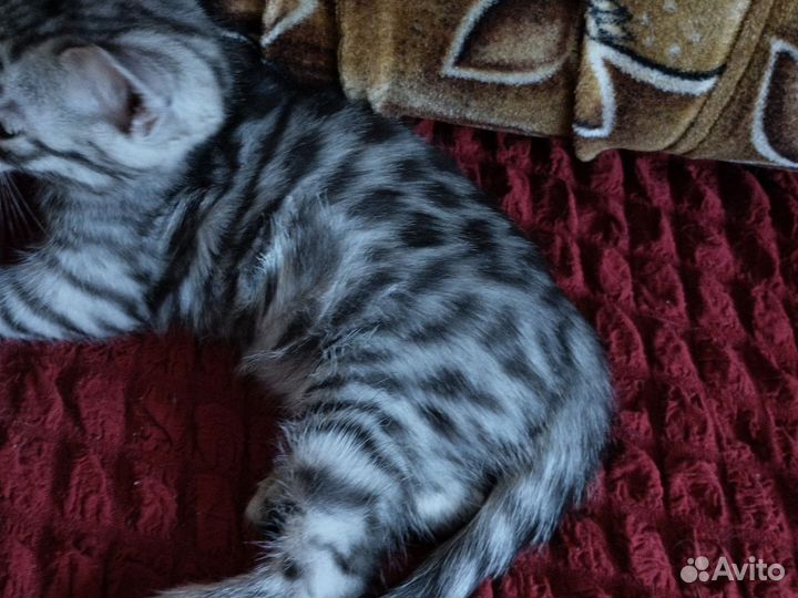 Продам бенгальских котят