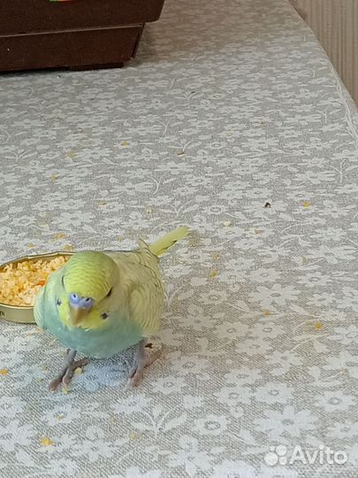 Волнистый попугай