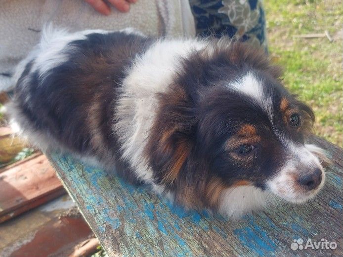 Собака в добрые руки щенок