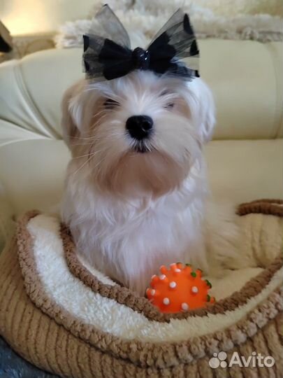 Красивый мальчик