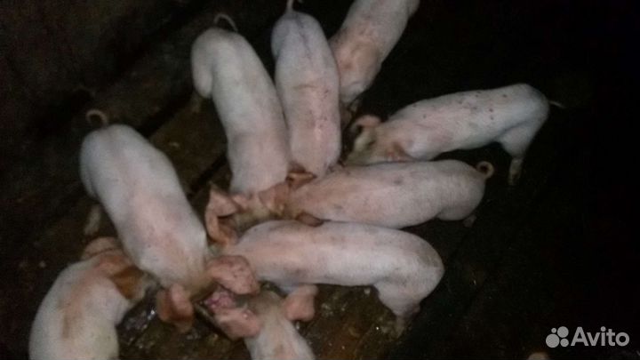 Поросята