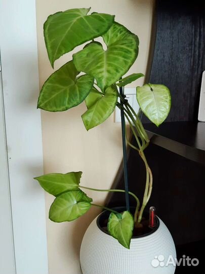 Сингониум комнатное растение