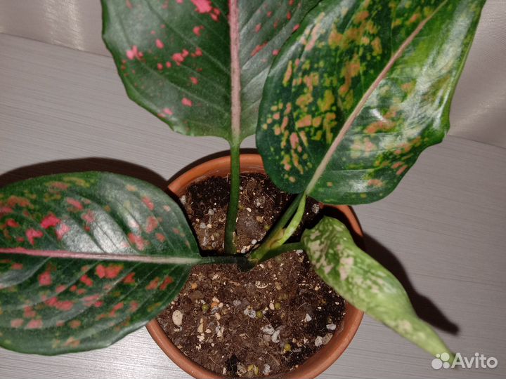 Аглаонема Пинк далматин