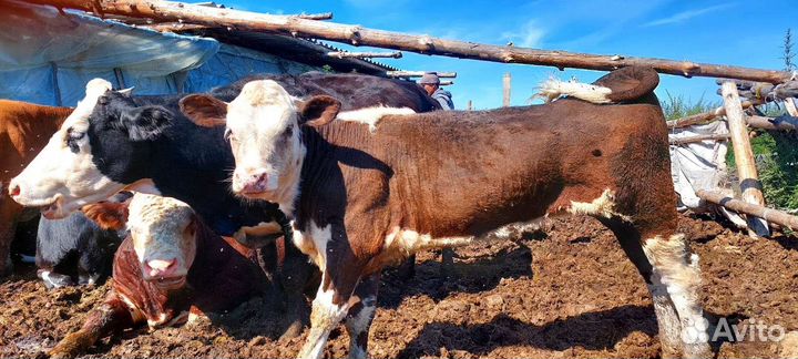 Корова с теленком бычок