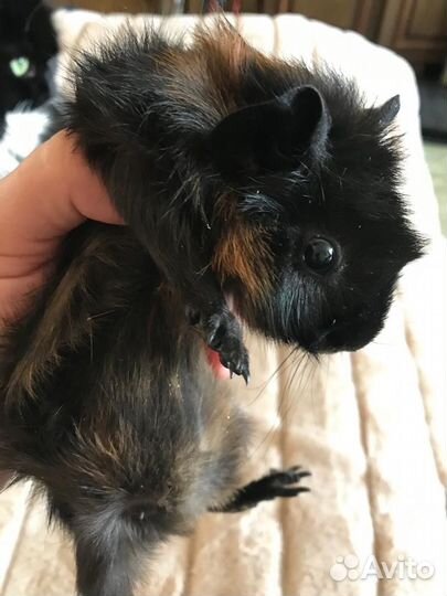 Морская свинка розетка