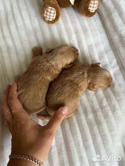 Мальтипу ф1 Корея микро special edition