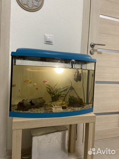 Аквариум с рыбками