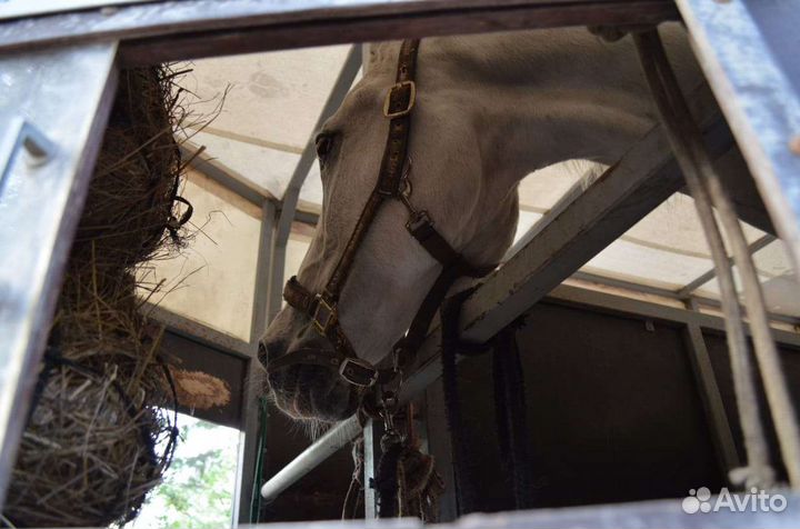 Услуги коневоза скотовоза возим лошадей мрс крс