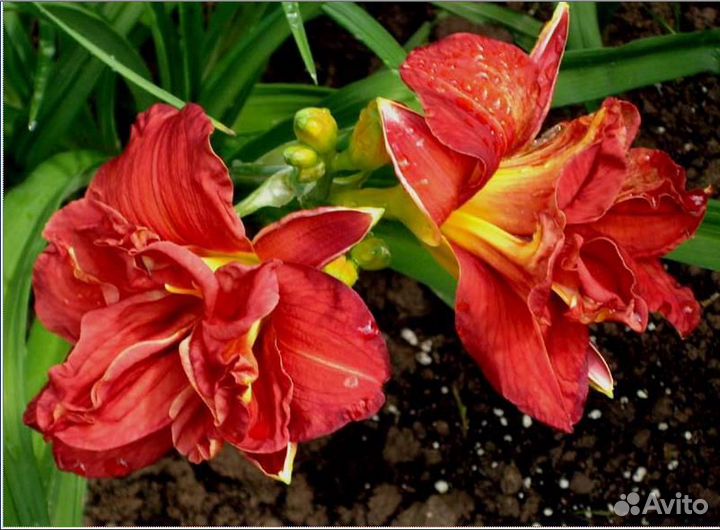 Лилейник Дубль Файеркрекер