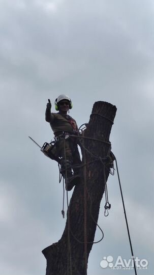 Спил деревьев