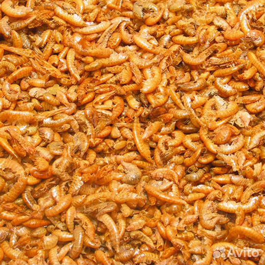 Гаммарус просушенный опт