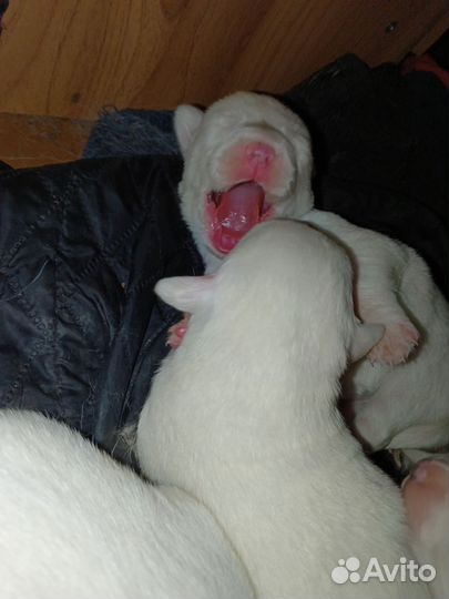 Собачата в добрые руки