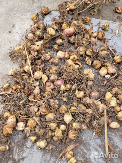 Лилии луковицы,рябчики