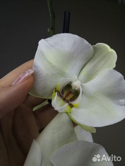 Орхидея кремовая с зеленцой