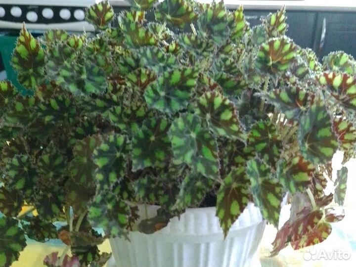 Бегонии сортовые