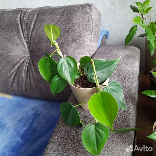 Сциндапсус (эпипремнум)