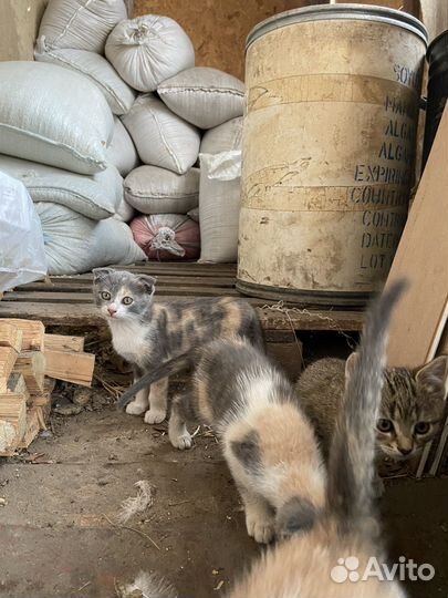 Кошка