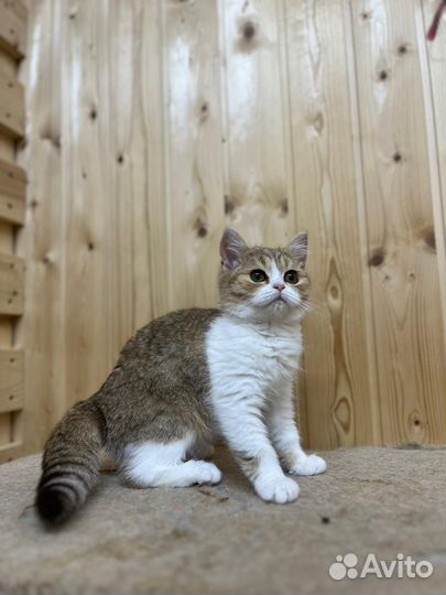Питомник красивых шотландских котят