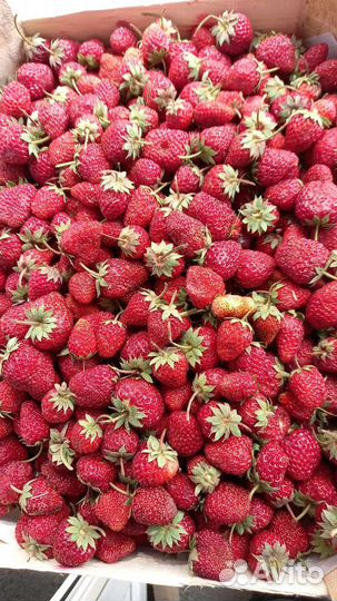 Клубника из Киргизии