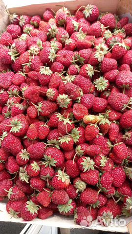 Клубника из Киргизии