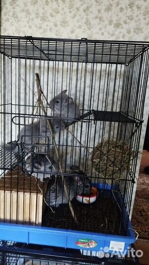 2 мальчика шиншиллки