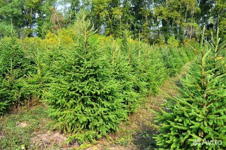 Ель обыкновенная