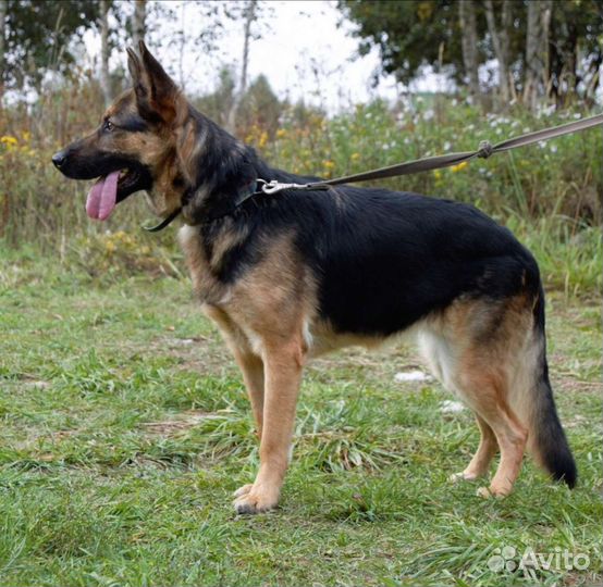 Метис овчарки Ляля в добрые руки