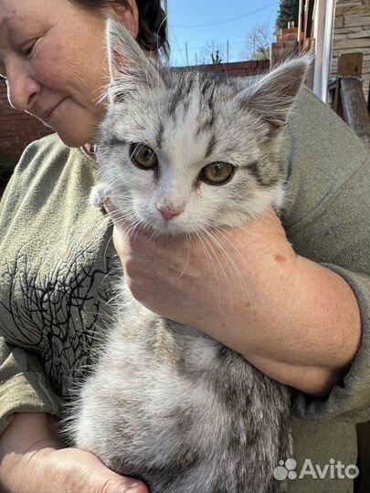 Отдам в добрые руки котенка мальчик