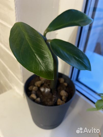 Долларовое дерево