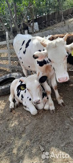 Продаются 2 быка