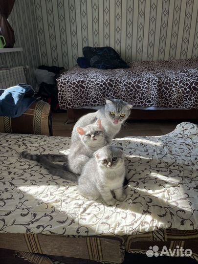 Шотландские вислоухие
