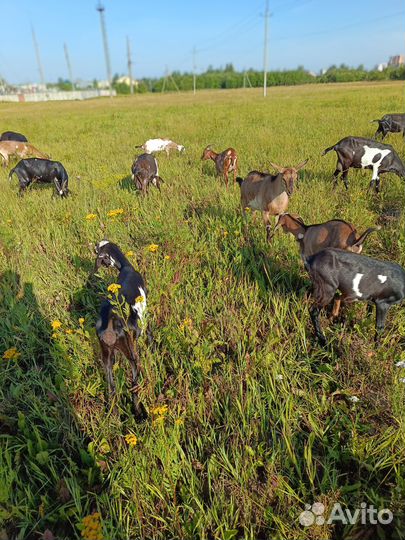 Стадо коз или козу