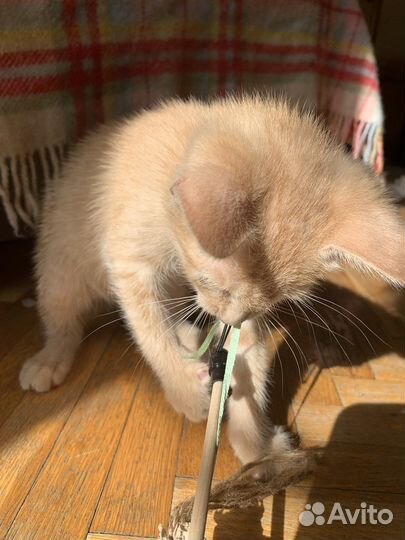 Котенок - лисенок Петечка