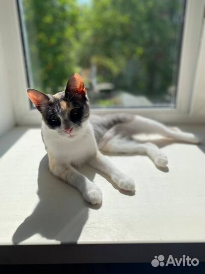 Кошка