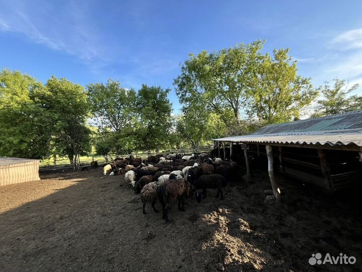 Продам баранов