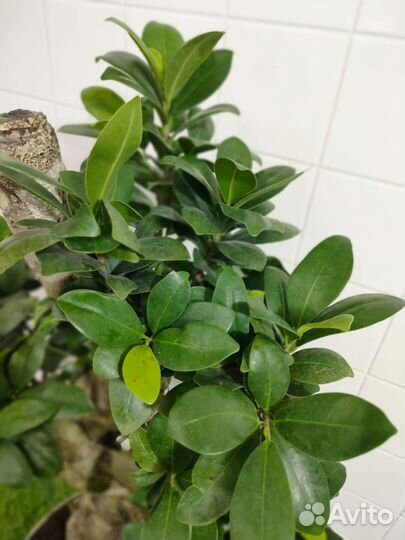 Фикус гинсенг